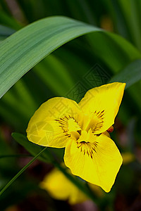 Iris 花蕾丝花瓣珊瑚植物群绿色植物鸢尾花旗帜窗户花园图片