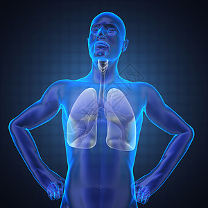 人体胸腔放射线x光考试科学保健肋骨支气管生物学射线外科卫生图片