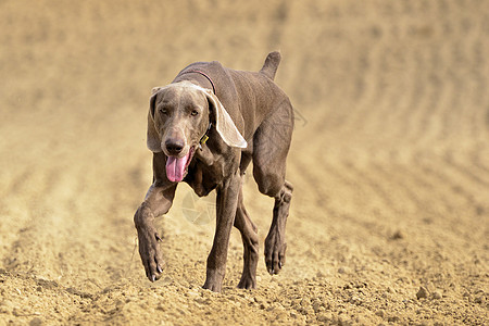 Weimaraner 行动中警察嘴唇牙齿眼睛沙漠保真度速度打猎头发朋友图片