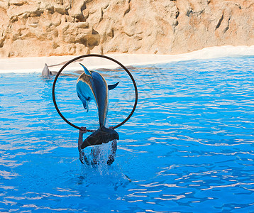 Dolphin 显示生活飞溅娱乐蓝色乐趣野生动物哺乳动物灰色海洋游泳图片