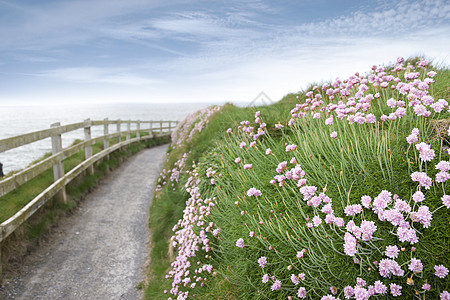 粉色水背景沿悬崖行走道路的粉红野花背景