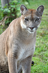 美洲狮动物养护科学知识猎物蹲伏野生动物哺乳动物食肉动物园图片