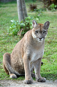 美洲狮猛兽哺乳动物科学地区蹲伏知识养护猫科山猫跑步图片