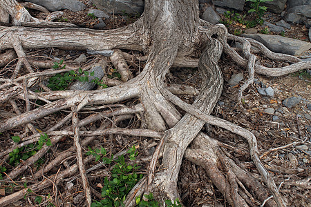 根基层生长叶子森林力量园艺地面侵蚀环境生活图片