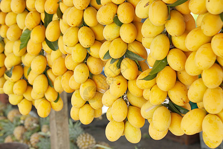 甜黄的马里亚梅花热带水果团体异国李子果汁植物橙子种植园情调图片