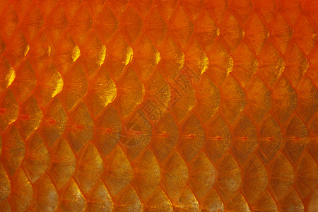 金鱼规模金属金子橙子宏观红色黄色图片