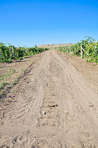 葡萄园中的道路叶子食物栽培农业植物群石头蓝色酒厂葡萄收成图片