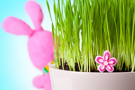 复活节兔子野兔绿色粉色吉祥物季节天空蓝色传统白色宠物图片