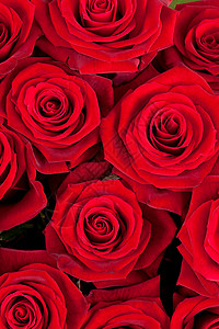 红玫瑰的背景花束脆弱性红色墙纸花朵花瓣树叶宏观图片
