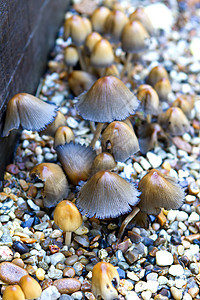 在砂砾中生长的小蘑菇图片