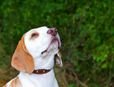 Beagle 在一个字段中查找享受小狗犬类草地玩具幼崽猎犬跑步教育公园图片