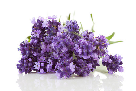 特写熏衣草香味疗法植物草本紫丁香芳香紫色香水花束宏观图片