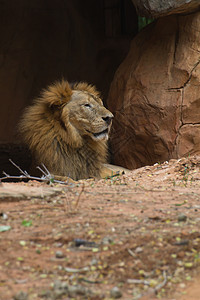 狮子狮环境国家濒危动物园哺乳动物观光动物狮子捕食者猫科图片