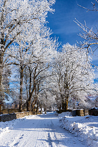 冬天的路在冰冻的树木之间行驶图片