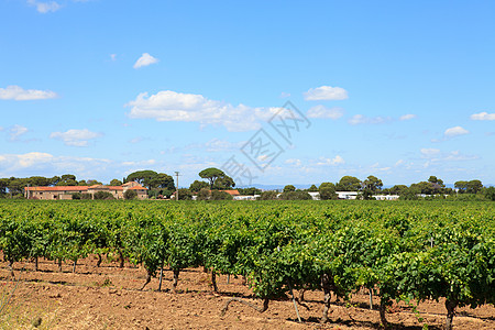 法国葡萄充满美丽的天空和云彩的葡萄园房子晴天水果树叶植物乡村树木酒厂藤蔓饮料背景