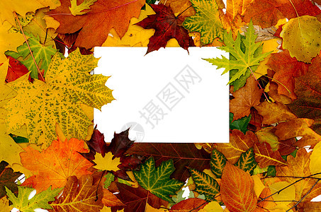 秋季落秋叶的多彩边框 带短信团体标语商业季节收藏假期橡木边界框架叶子图片