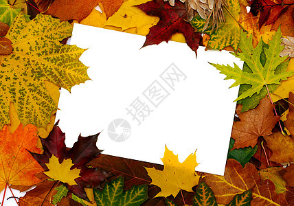 秋季落秋叶的多彩边框 带短信床单森林标语假期橙子横幅植物叶子边界橡木图片