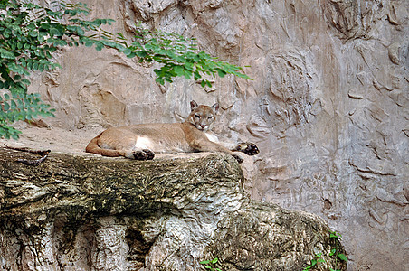 美洲狮知识食肉跑步爪子动物园养护山猫野生动物地区哺乳动物图片