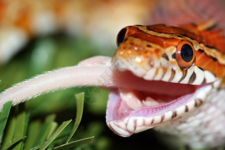 蛇蛇皮滑行玉米爬虫白色红色眼睛野生动物冷血橙子图片