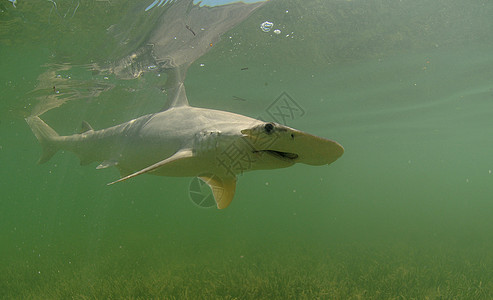 白头鲨鱼动物铲头游泳鲨鱼黑头鲨捕食者热带沙棘海洋生物海洋图片