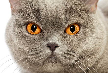 英国短毛猫胡须哺乳动物工作室脊椎动物蓝色动物猫眼毛皮女性眼睛图片