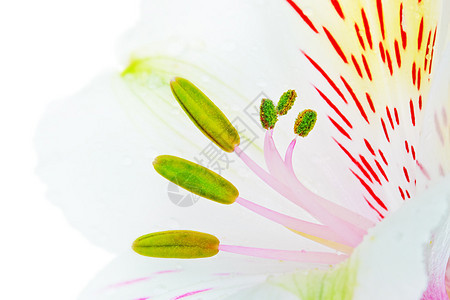 白莉莉叶子花瓣礼物假期庆典植物脆弱性花园雌蕊照片图片