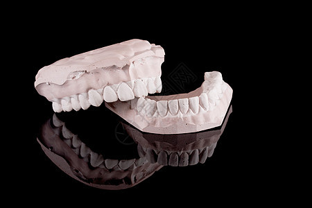 人体牙齿 型号石膏身体磨牙空腔假肢教育矫正模具牙医药品图片