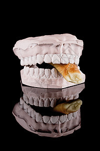 人牙 咬食食物牙齿卫生牙医口腔科生物学石膏教育假肢磨牙假体图片