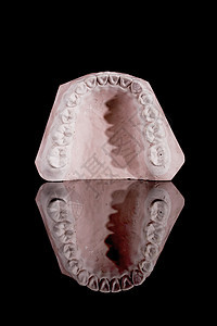 人体牙齿 型号石膏生物学药品口腔科卫生假肢教育空腔牙医模具图片
