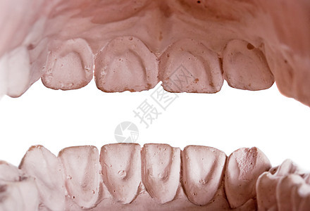 人体牙齿 型号口腔科身体药品科学教育牙医生物学矫正卫生假体图片