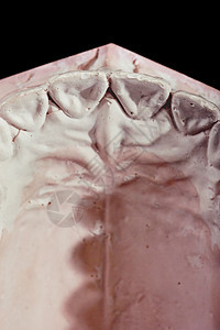人体牙齿 型号假体药品石膏牙科假牙教育科学卫生口腔科假肢图片