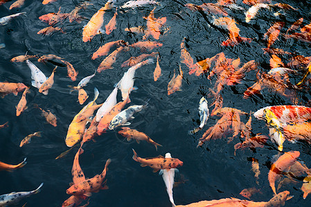 池子里的卡普鱼鱼图片