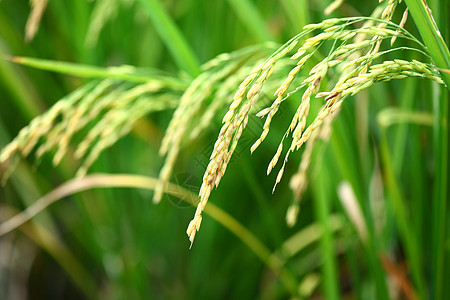 稻谷栽培种植园农村宏观谷物农田主食场地农场粮食图片
