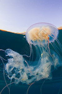 红海动物触手热带海蜇潜水太阳游泳紫色海洋哈布图片