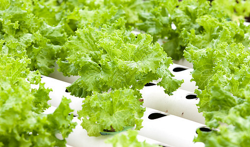 水分蔬菜种植在花园里园艺土壤营养食物生长场地培育温室维生素植物背景图片