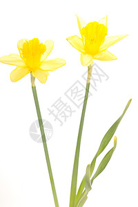 Narcissus 假自闭症假期水仙花植物群花束花朵花粉喇叭季节仪式礼物图片