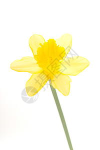 Narcissus 假自闭症花粉水仙花喇叭植物植物群过敏假期季节礼物静物图片