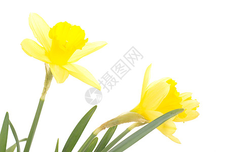 Narcissus 假自闭症花朵水仙花植物传统过敏静物花粉礼物问候语喇叭图片