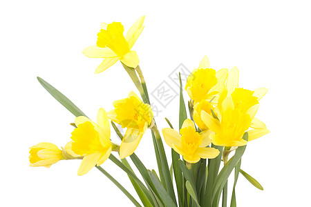 Narcissus 假自闭症花朵礼物仪式喇叭植物群水仙花过敏季节传统植物图片