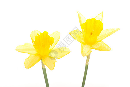 Narcissus 假自闭症花粉问候语喇叭静物过敏植物水仙花季节仪式假期图片