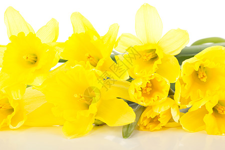 Narcissus 假自闭症花束假期季节水仙花问候语礼物花粉过敏喇叭植物群图片