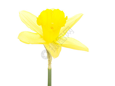 Narcissus 假自闭症季节礼物花束过敏仪式植物问候语植物群喇叭传统图片