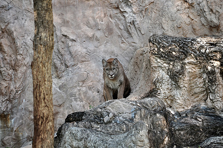 美洲狮动物园地区养护荒野猫科野生动物跑步食肉蹲伏知识图片