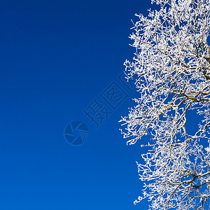 冬树的细细场景明信片故事场地树木雪花季节土地薄雾森林图片