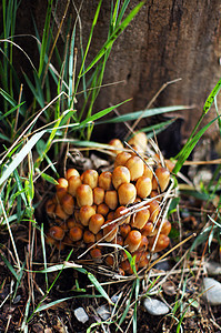林中树桩上的阿加丽蜂蜜真菌生长植物食物团体美食土地季节宏观森林菌类图片