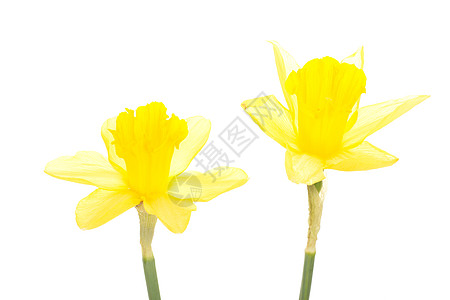 Narcissus 假自闭症植物群礼物花粉季节假期花朵传统水仙花问候语过敏图片