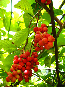 红沙赞德拉的收成产品烹饪果菜园园艺藤本植物植物营养季节水果饮食图片