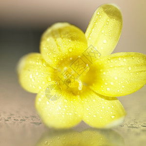 黄花飞沫花瓣反射镜子器官庆典树叶美丽女性花萼图片