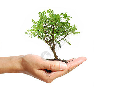 手握树木繁荣生长环境绿色脆弱性树干幼苗商业盆栽园艺图片