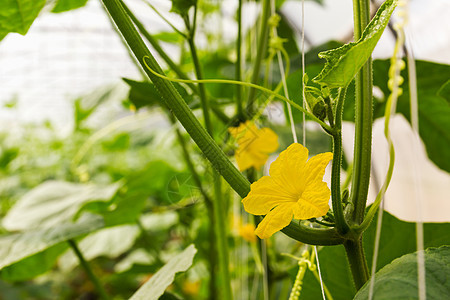 南瓜花蔬菜食物漩涡生长植物南瓜花园橙子园艺灯泡图片